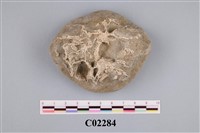 藏品(珊瑚化石)的圖片